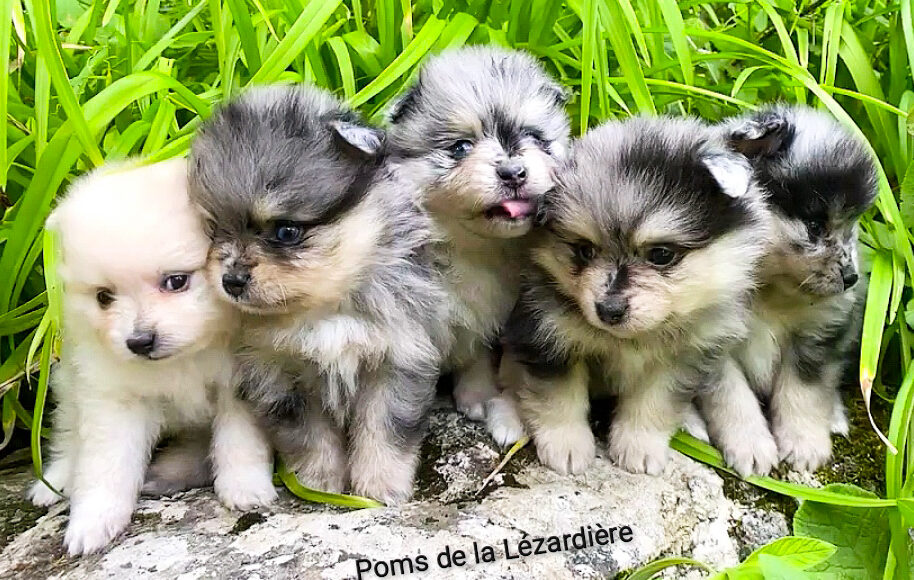 chiot spitz - la portée de chiots 2021 - merle bleu - sable -  1 mois