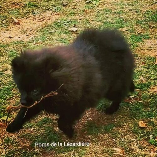 spitz nain - poméranian - noire - 8 mois spitz nain - poméranian - noire - 8 mois
