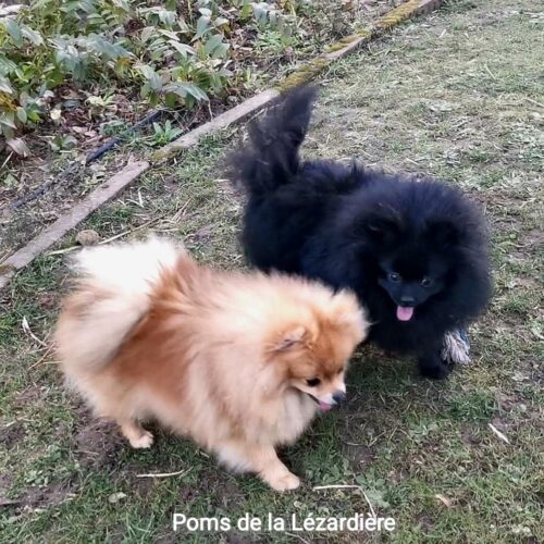 spitz nain - poméranian - poms de la lézardière spitz nain - poméranian - poms de la lézardière