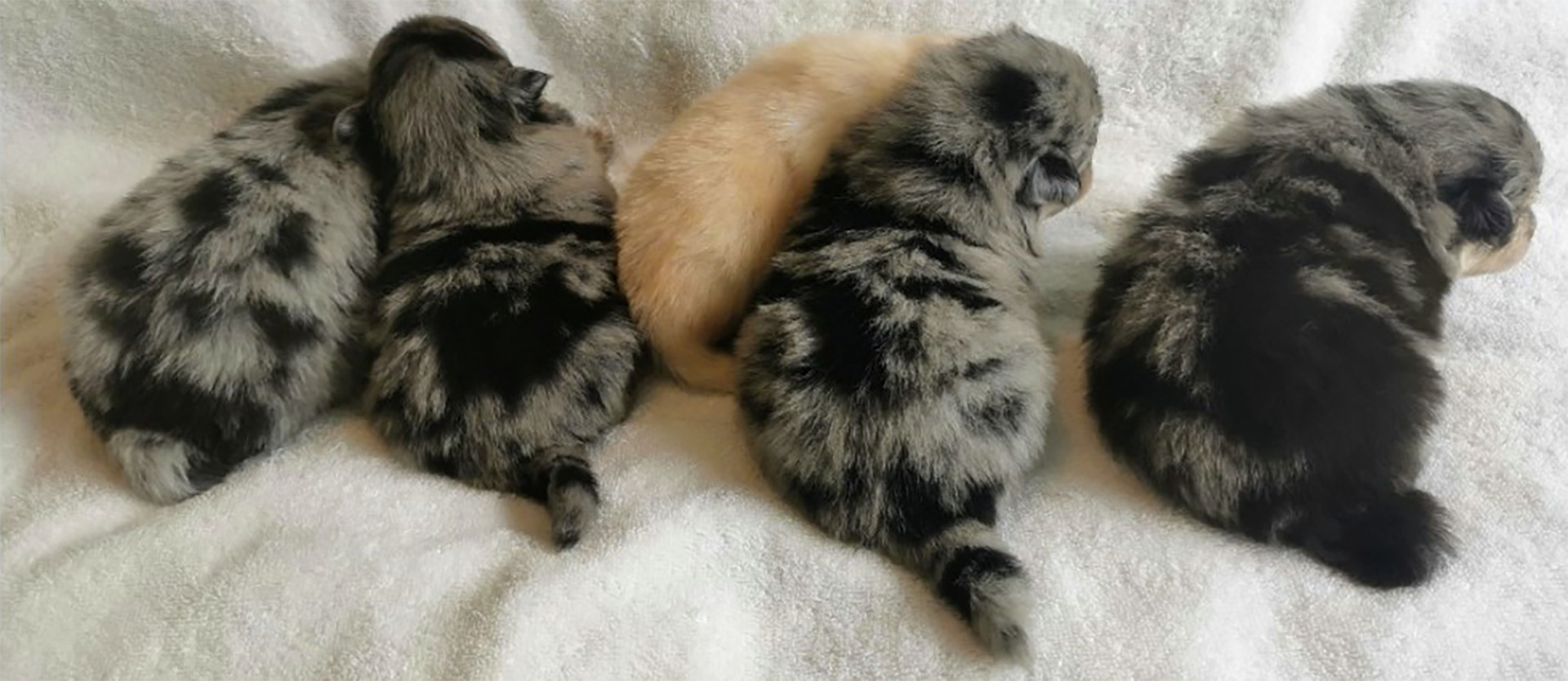 chiot spitz allemand premiers jours