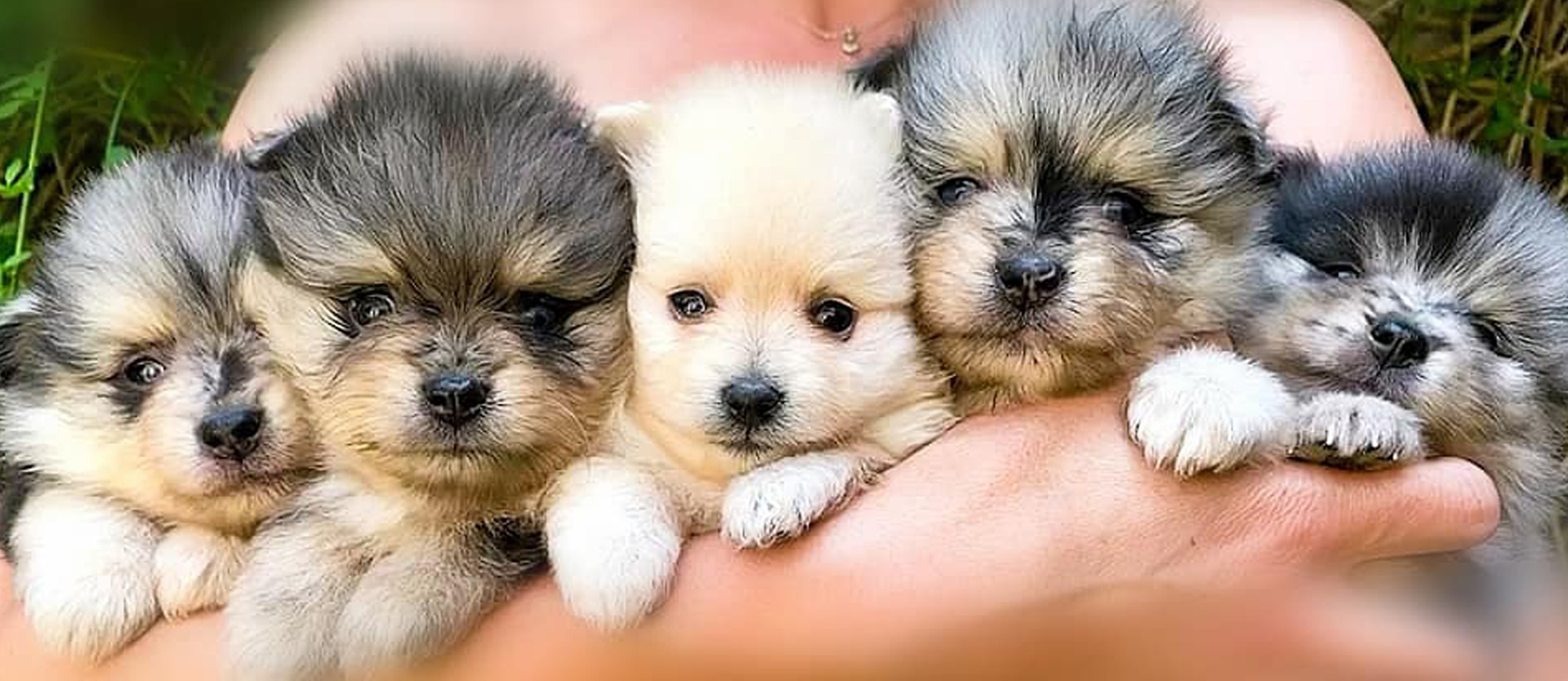 chiot spitz allemand 1 mois