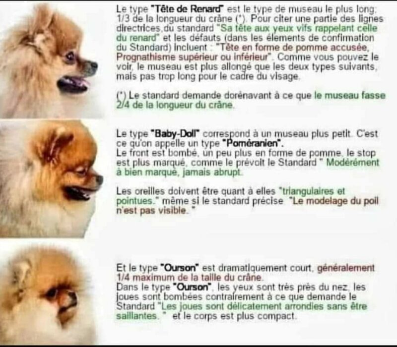 Différence entre un Spitz nain et un Pomeranian ? - Pom Of The Gang