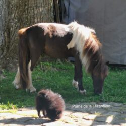 spitz nain - poméranian - noire - 4 mois - cheval miniature spitz nain - poméranian - noire - 4 mois - cheval miniature