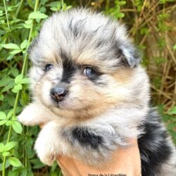 chiot spitz - la portée de chiots 2021 - merle bleu et yeux bleus chiot spitz - la portée de chiots 2021 - merle bleu et yeux bleus
