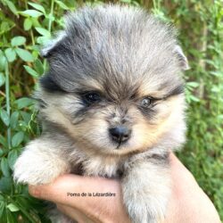 chiot spitz - la portée de chiots 2021 - merle bleu et oeil bleu - 1 mois chiot spitz - la portée de chiots 2021 - merle bleu et oeil bleu - 1 mois