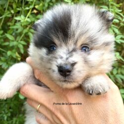 chiot spitz - la portée de chiots 2021 - merle bleu et oeil bleu - 1 mois chiot spitz - la portée de chiots 2021 - merle bleu et oeil bleu - 1 mois