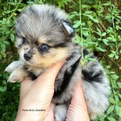chiot spitz - la portée de chiots 2021 - merle bleu et oeil bleu chiot spitz - la portée de chiots 2021 - merle bleu et oeil bleu - les premières étapes - poms de la lézardière