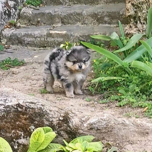 chiot spitz - la portée de chiots 2021 - merle bleu - 1 mois