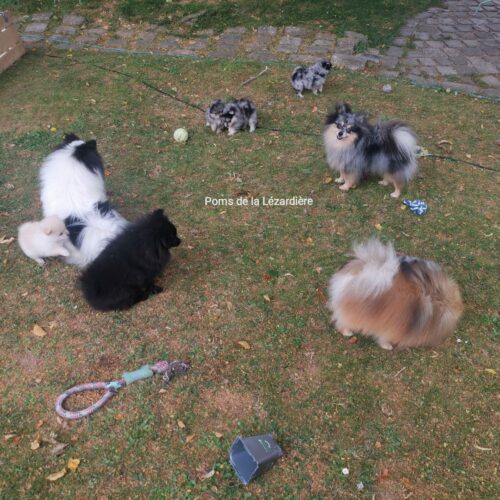 chiot spitz nain - poméranian - les couleurs du spitz allemand