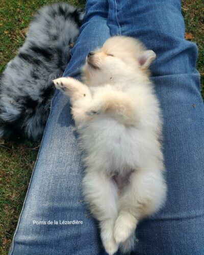 chiot spitz sable 1,5 mois