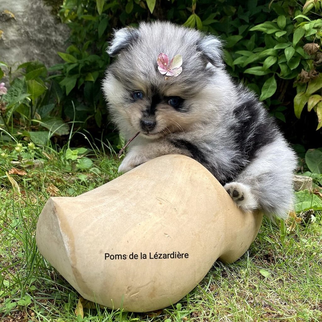 chiot spitz - la portée de chiots 2021 - merle bleu - 1,5 mois