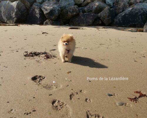 chiot poméranian à la plage 4 mois chiot poméranian orange 4 mois