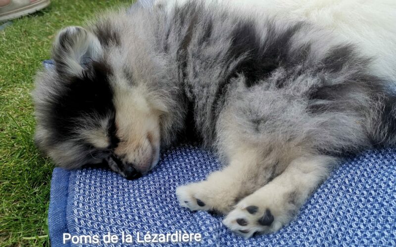 chiot spitz - la portée de chiots 2021 - merle bleu - 1,5 mois