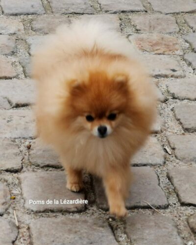 chiot spitz nain - poméranian - orange - 10 mois chiot spitz nain - poméranian - orange - 10 mois