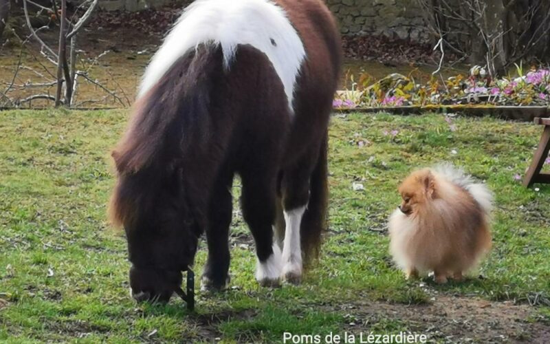 pomeranian et cheval miniature
