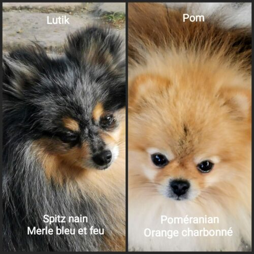 Le Spitz Nain Pomeranien, tout savoir sur la star des chiens toy.