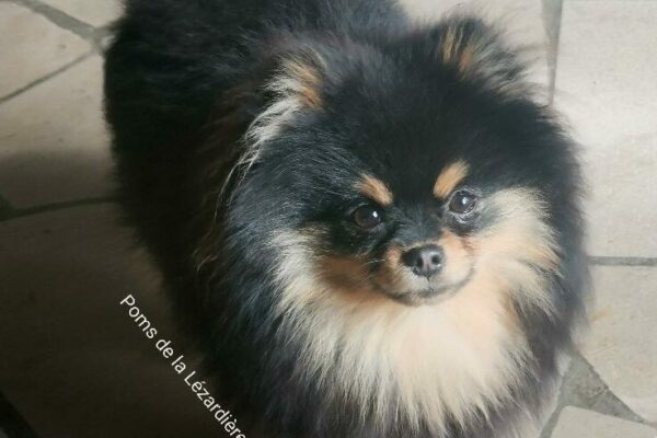 chiot spitz nain - poméranian - noir et feu - 9 mois chiot spitz nain - poméranian - noir et feu - 9 mois