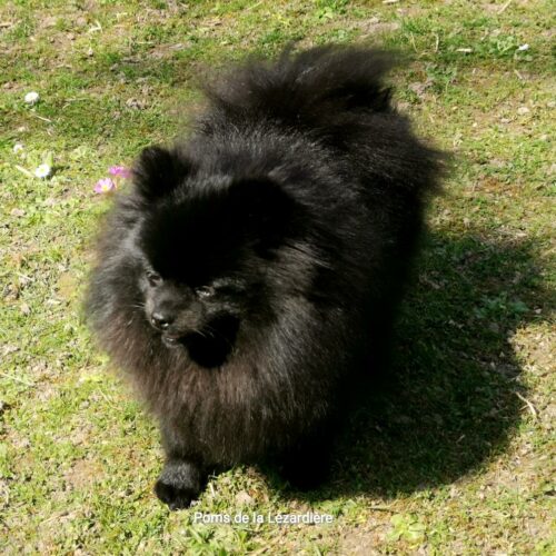 Saphir femelle pomeranian noire à 14 mois - poms de la lézardière femelle pomeranian noire à 14 mois - poms de la lézardière