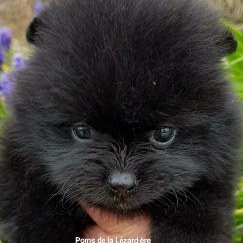 spitz nain - poméranian - noire - 1 mois spitz nain - poméranian - noire - 1 mois