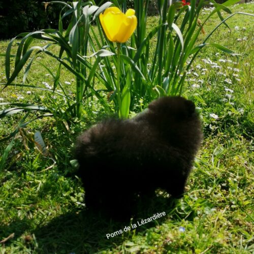 spitz nain - poméranian - noire - 2 mois spitz nain - poméranian - noire - 2 mois