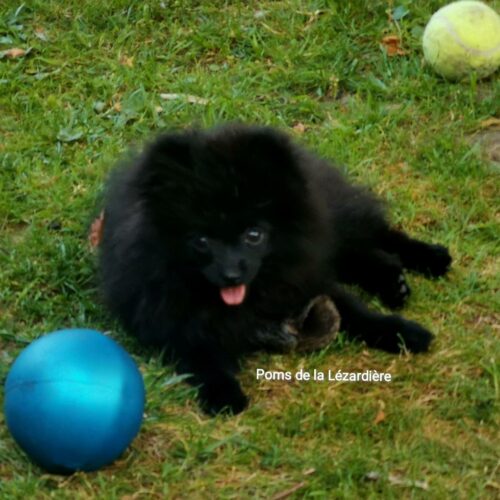 spitz nain - poméranian - noire - 4 mois spitz nain - poméranian - noire - 4 mois