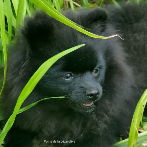 spitz nain - poméranian - noire - 5 mois spitz nain - poméranian - noire - 5 mois