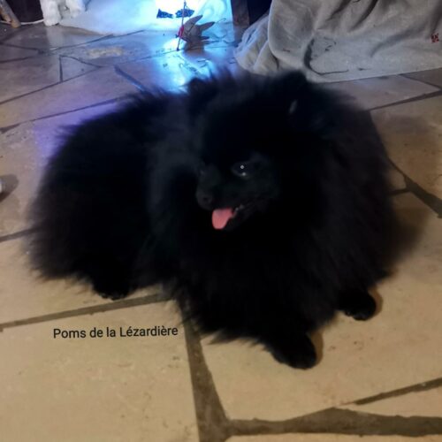 spitz nain - poméranian - noire - 9 mois spitz nain - poméranian - noire - 9 mois