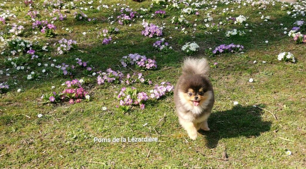 chiot spitz nain - poméranian - noir et feu  - 6 mois
