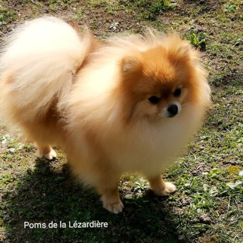 chiot spitz nain - orange - 12 mois chiot spitz nain - orange - 12 mois