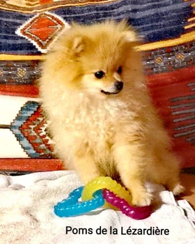 chiot spitz nain - poméranian - orange - 5,5 mois chiot spitz nain - poméranian - orange - 5,5 mois