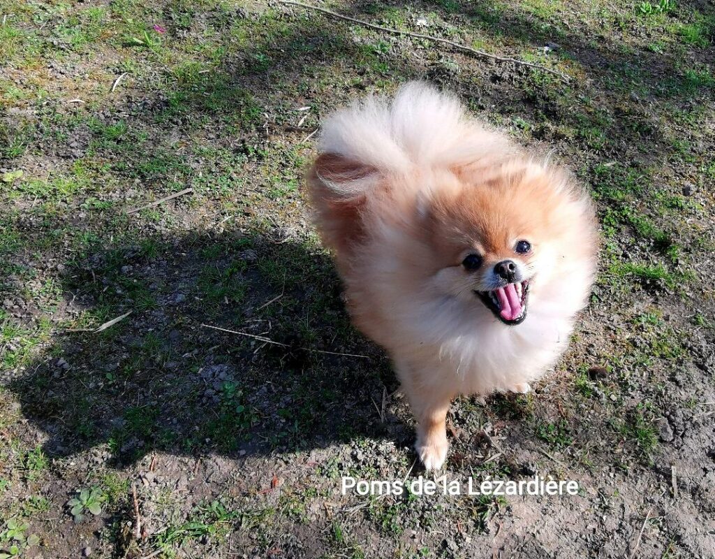 chiot spitz nain - poméranian - orange - 10 mois