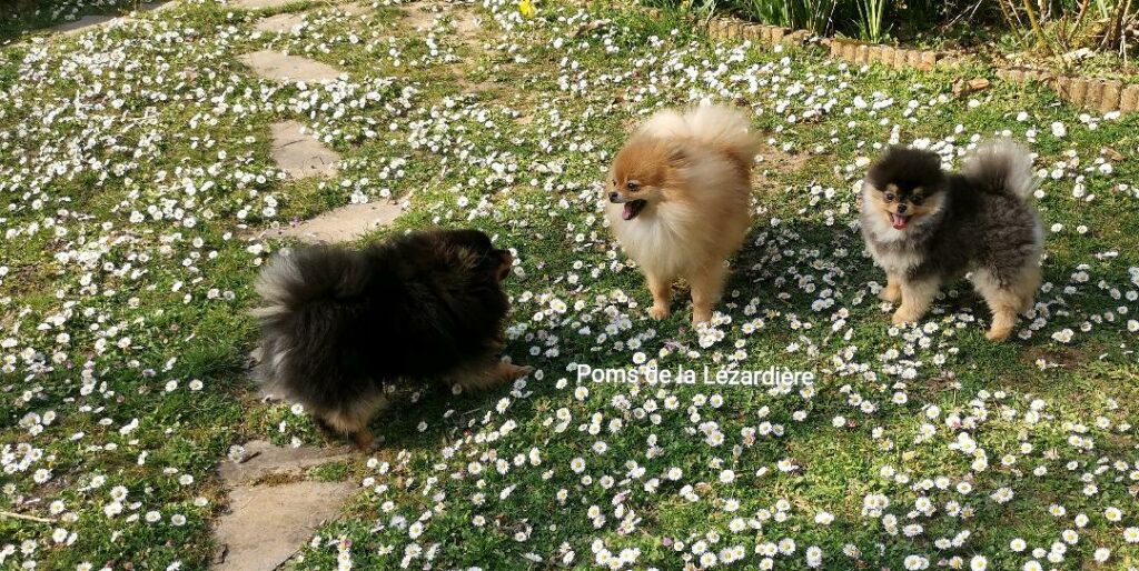 chiot spitz nain - poméranian - orange - noir et feu  - 11 mois, 9 mois et 6 mois