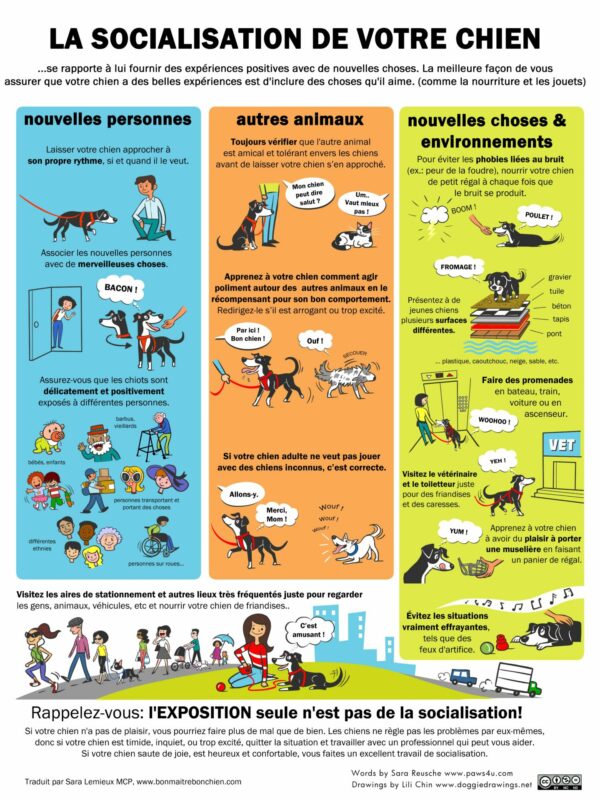 spitz - socialisation de votre chien