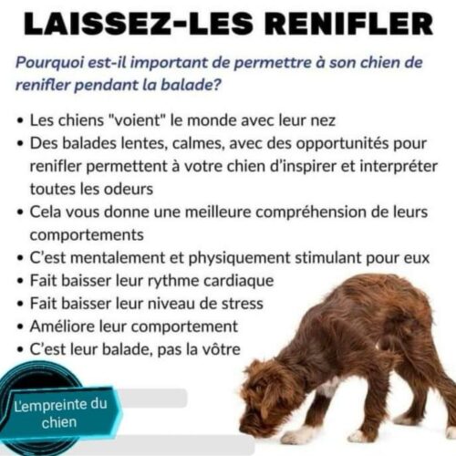 laissez les renifler l'empreinte du chien