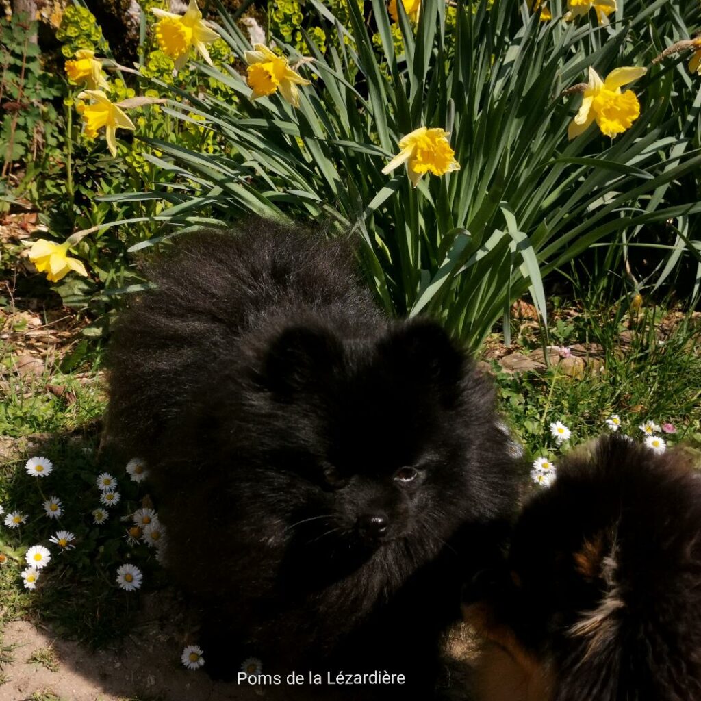 spitz nain - poméranian - noire - 13 mois