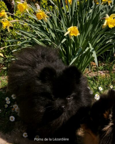 femelle pomeranian dans les fleurs noire 13 mois femelle pomeranian noire 13 mois