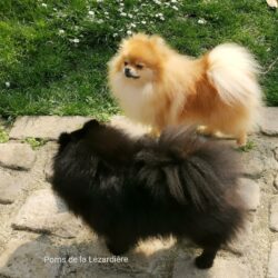 pomeranian - orange - black - 10 mois et 12 mois pomeranian - orange - black - 10 mois et 12 mois