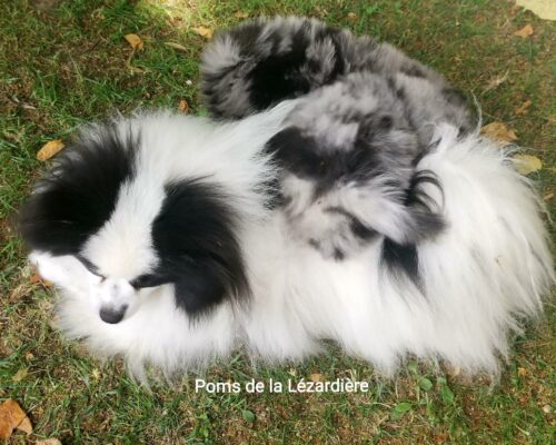 femelle spitz allemand blanche et noire - maman et chiot