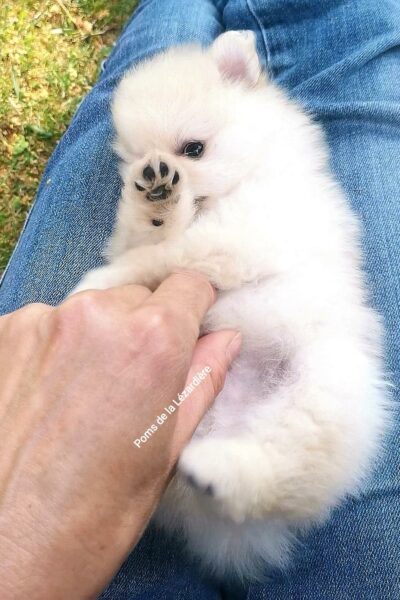 chiot spitz sable