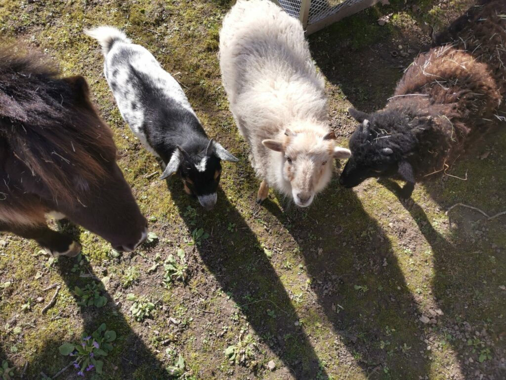 la mini ferme - mouton ouessant - chèvre extra naine - cheval miniature