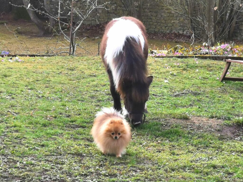 spitz allemand nain pomeranian et cheval miniature