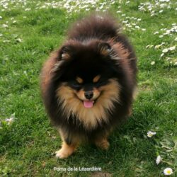 chiots spitz nain - noir et feu - black and tan chiots spitz nain - noir et feu - black and tan