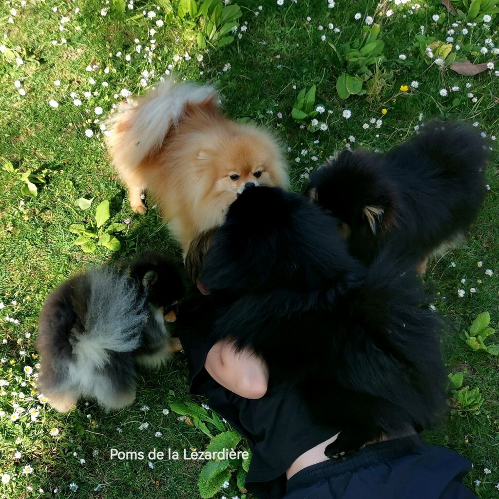 spitzs et l'enfant