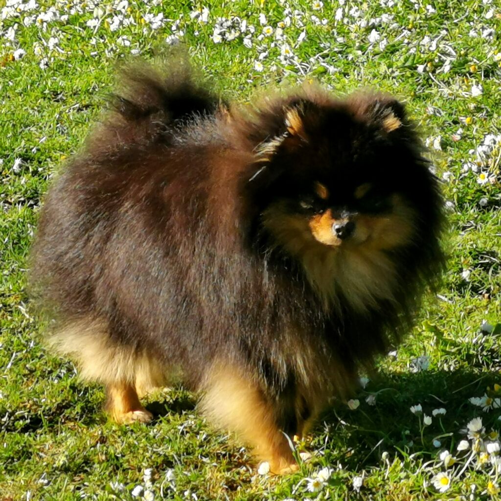 pomeranian - noir et feu - black and tan