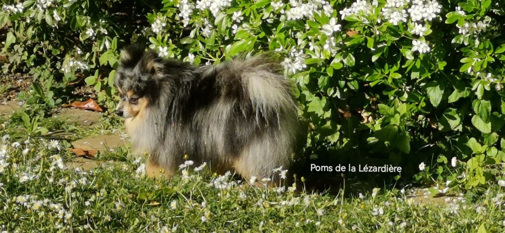 spitz nain bleu merle et feu - blue merle and tan