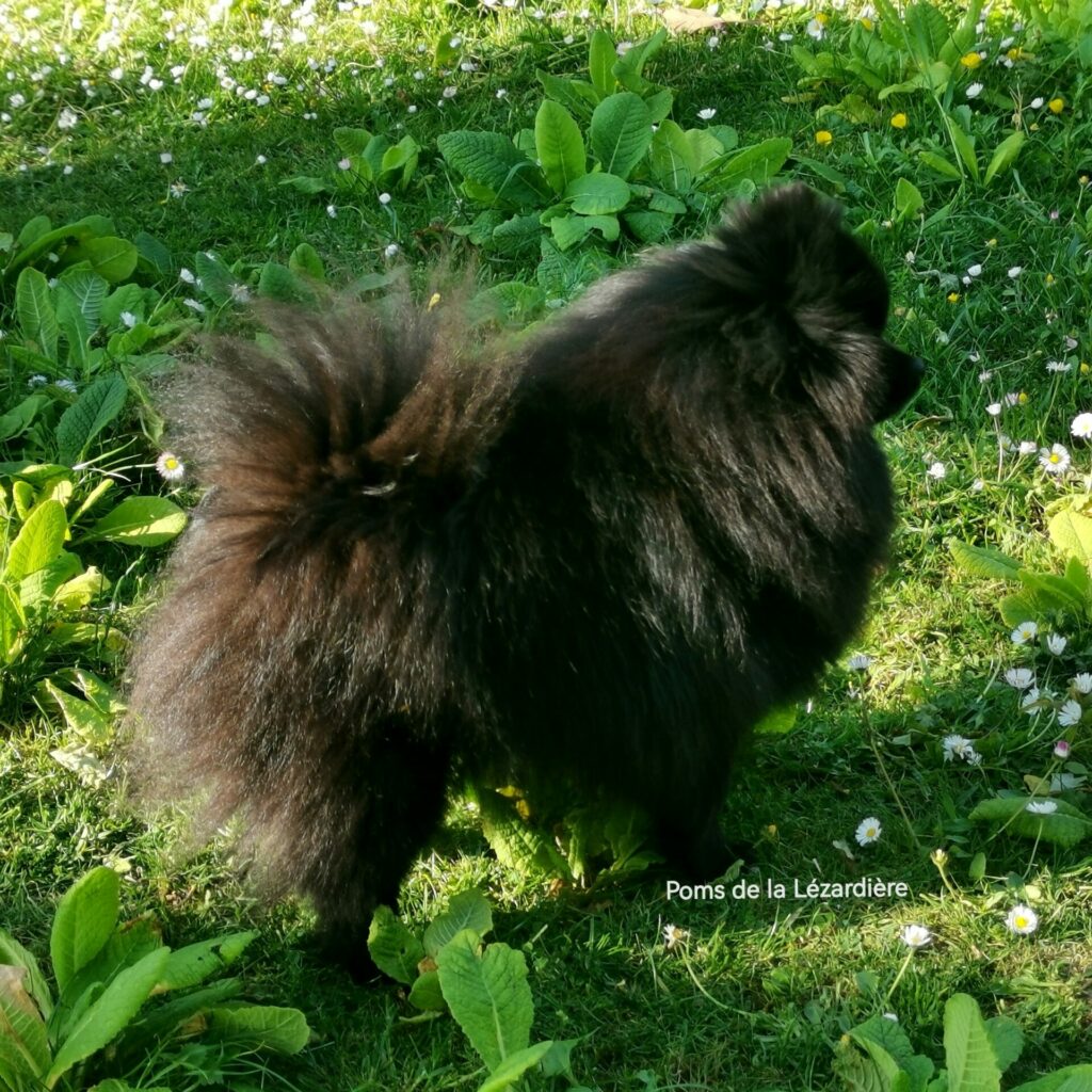 pomeranian - noire