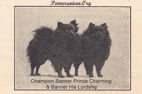 Champion Banner Prince Charming et Banner Sa Seigneurie