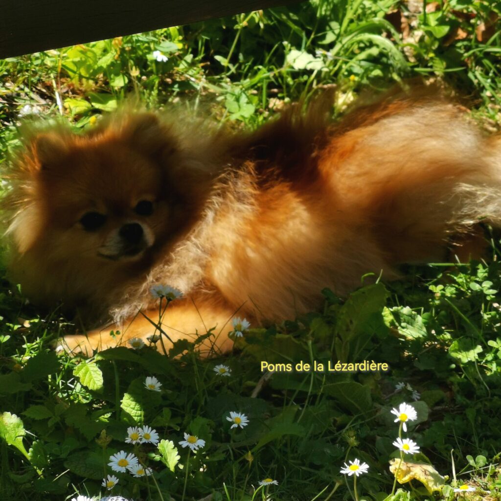 spitz allemand nain poméranian orange