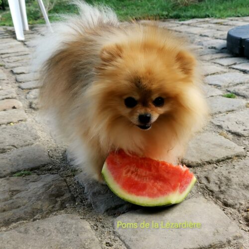 pomeranian orange charbonné mangeant de la pastèque