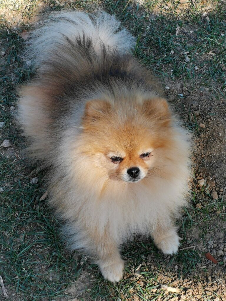 POM, mâle poméranian orane charbonné 3,5ans - spitz allemand nain